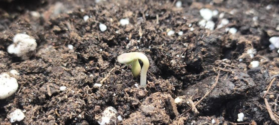 Gamarjoba Megogrebo. Week 0 - The newborn baby
