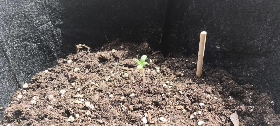 Gamarjoba Megogrebo. Week 0
