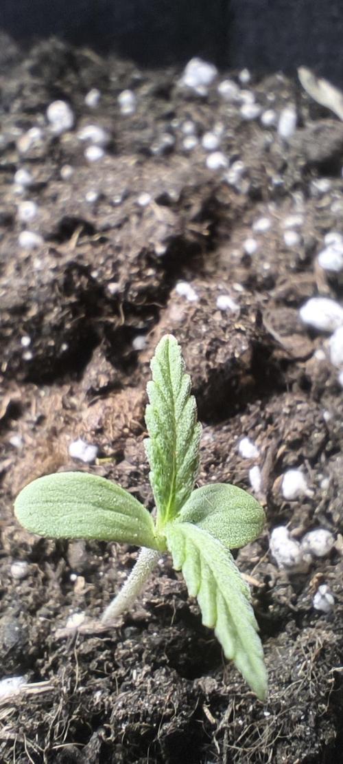 Quick One. Week 0