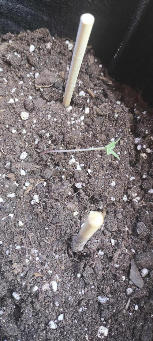 Gamarjoba Megogrebo. Week 0