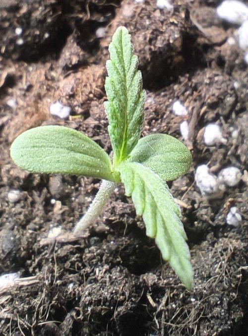 Gamarjoba Megogrebo. Week 0