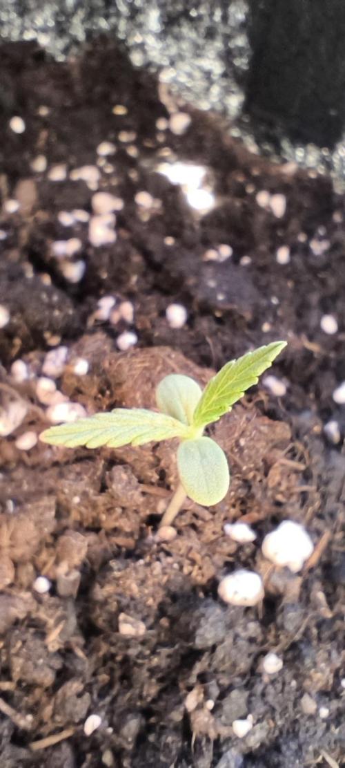 Gamarjoba Megogrebo. Week 1 - 20.05