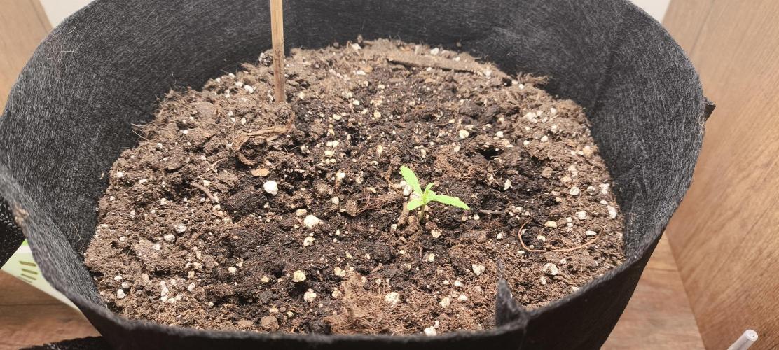 Gamarjoba Megogrebo. Week 1