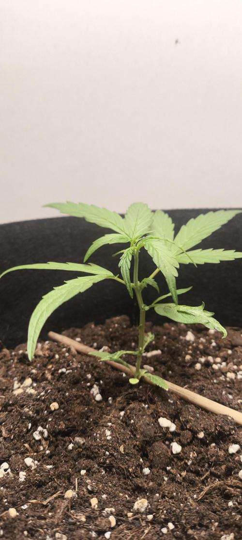 Gamarjoba Megogrebo. Week 4 - 10.06
~7 centimeters from the ground