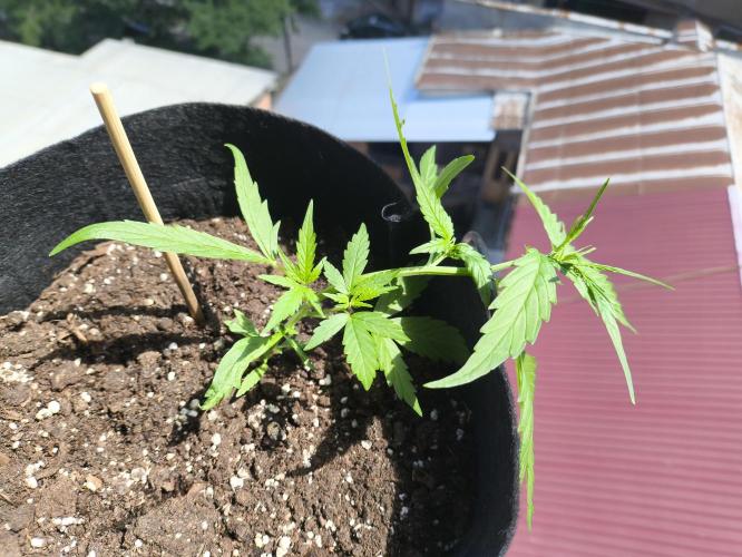 Quick One. Week 4