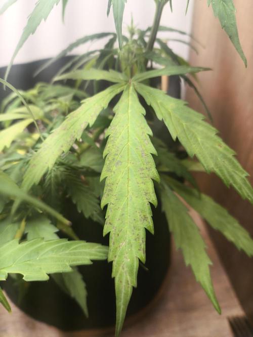 Gamarjoba Megogrebo. Week 7 - Brown spots spotted