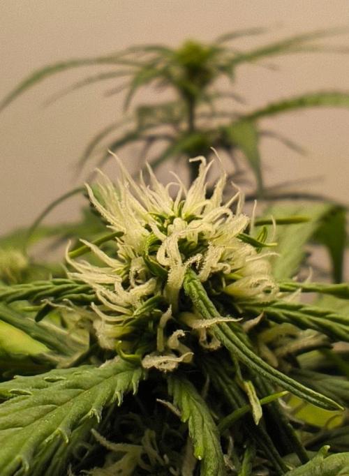 Quick One. Week 8