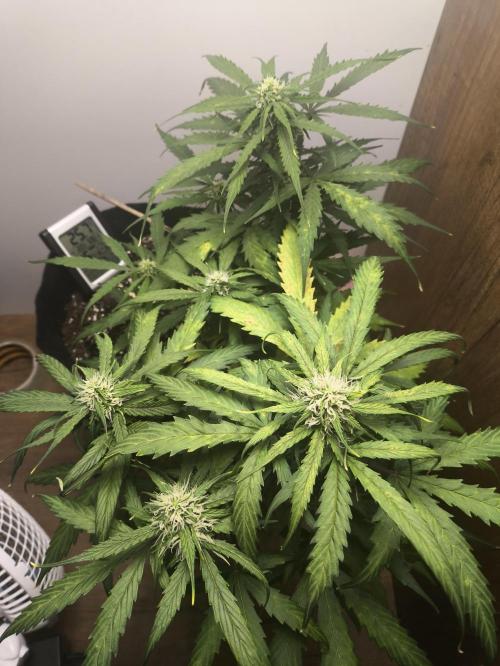 Gamarjoba Megogrebo. Week 9 - 21.07