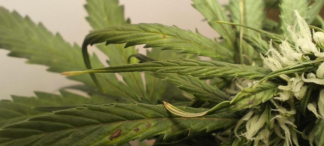 Gamarjoba Megogrebo. Week 9 - Necrosis and the tips withering
