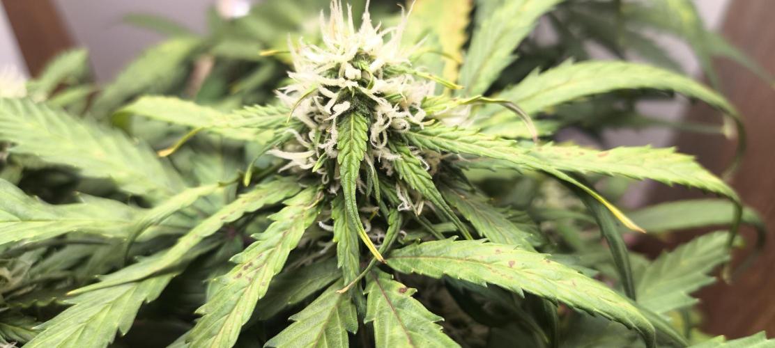 Gamarjoba Megogrebo. Week 10 - First trichomes!