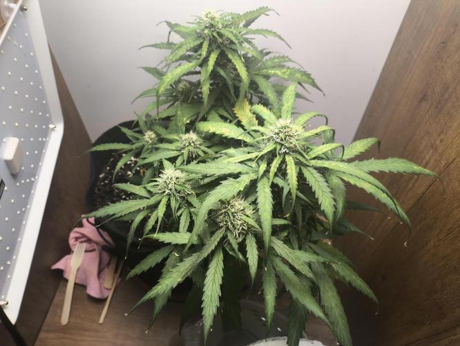 Gamarjoba Megogrebo. Week 10 - 28.07