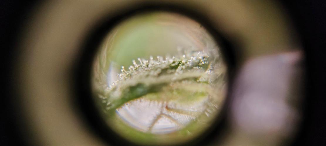 Gamarjoba Megogrebo. Week 12 - We're getting close.