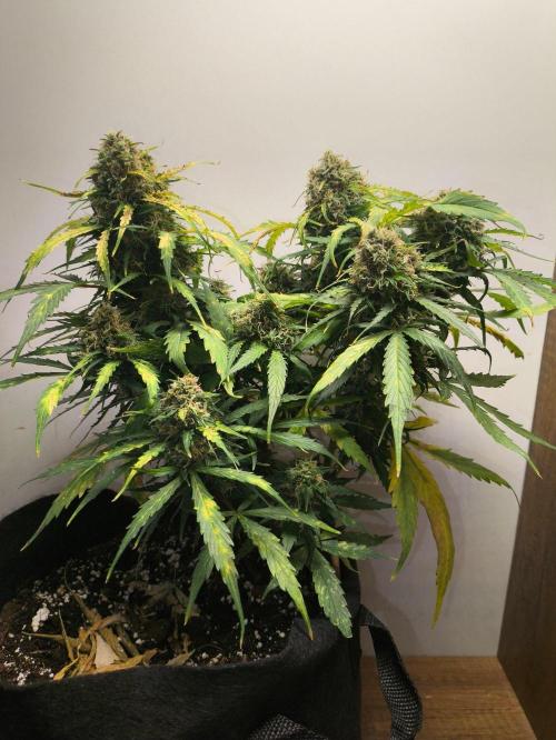 Gamarjoba Megogrebo. Week 13