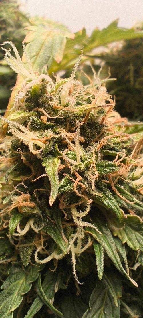Gamarjoba Megogrebo. Week 13