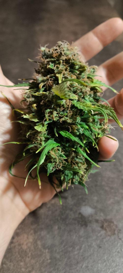 Gamarjoba Megogrebo. Week 15