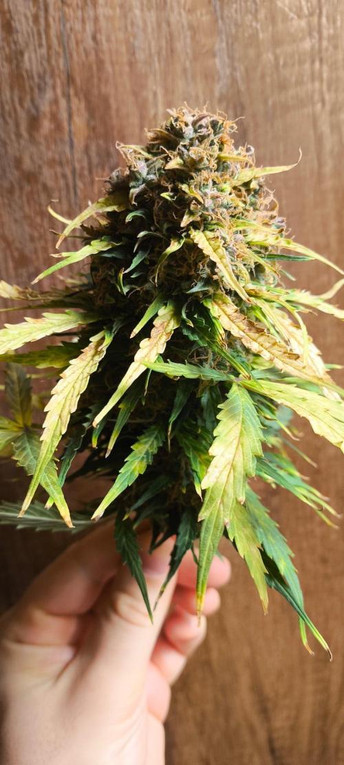 Gamarjoba Megogrebo. Week 15