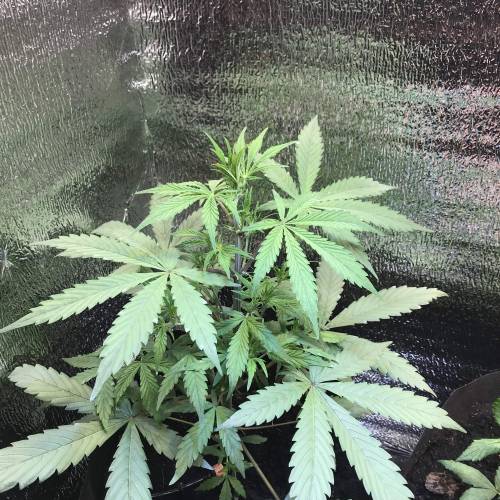 Sweet Seeds Devil Cream Auto grow diary (journal) week2 by Swamp