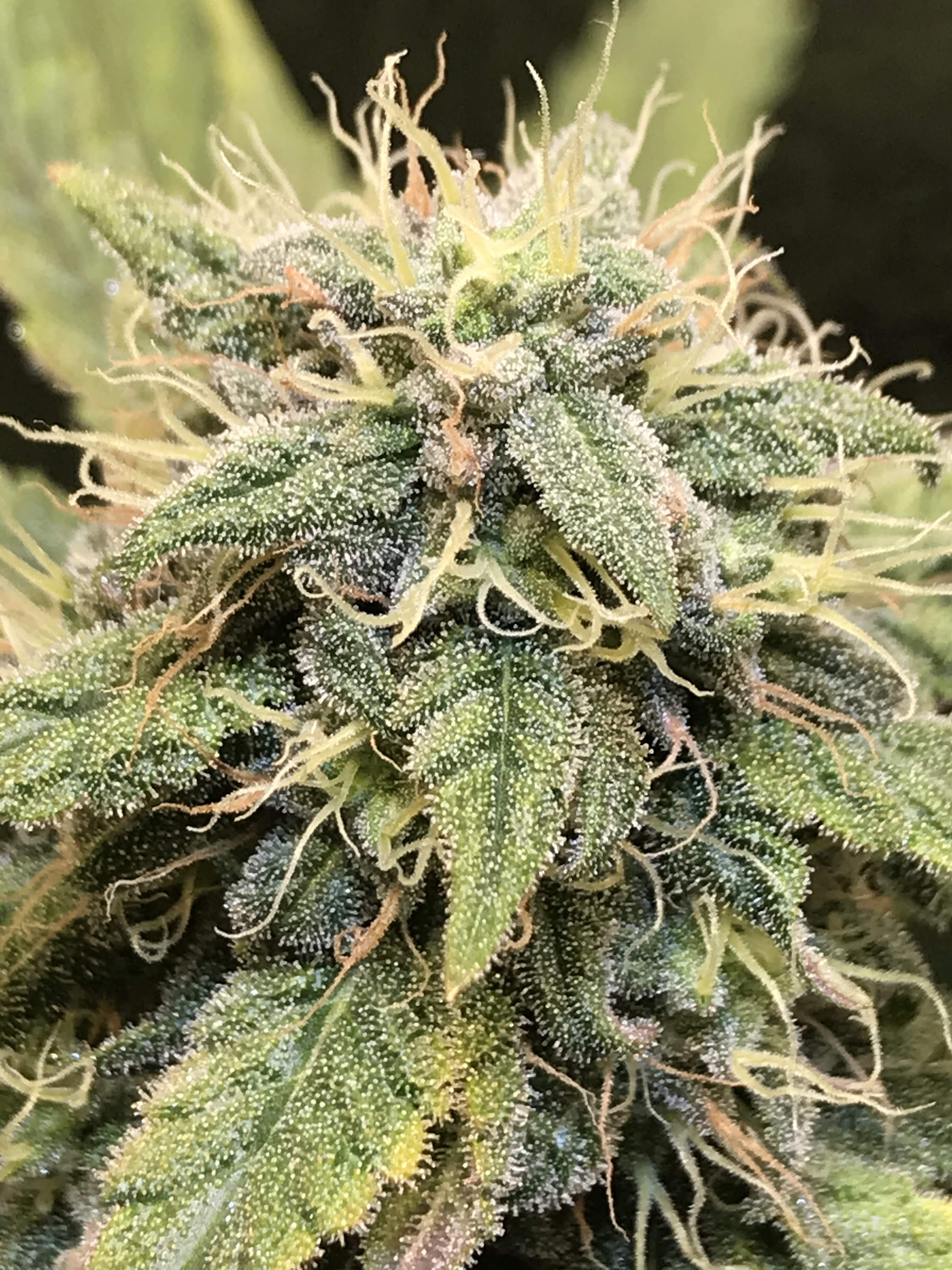 Sweet Seeds Devil Cream Auto® grow diary (journal) week9 by Swamp
