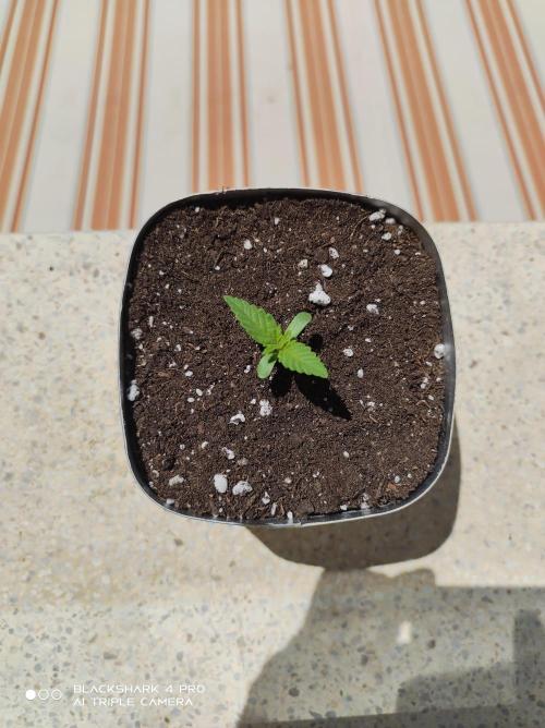 Moby dick !outdoor Silent Seeds(dinafem). Week 0 - moby dick!