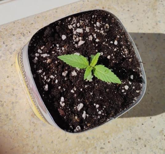 Moby dick !outdoor Silent Seeds(dinafem). Week 0 - 07/06/2026 moby
