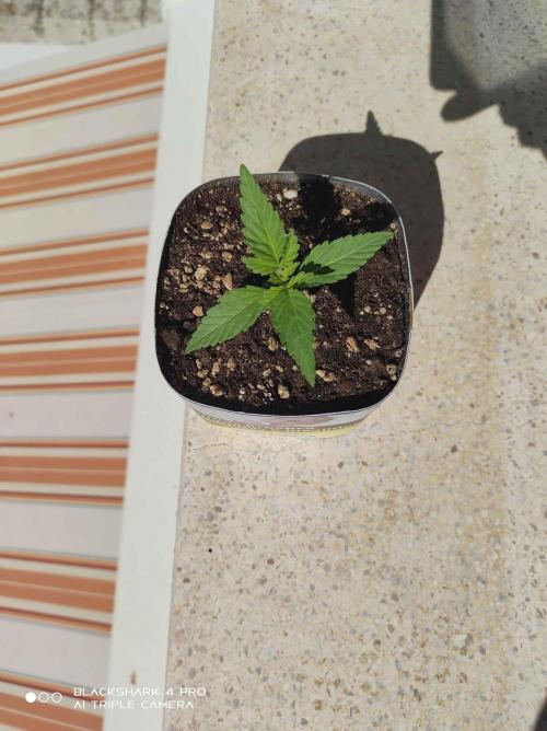 Moby dick !outdoor Silent Seeds(dinafem). Week 0 - 08/06/2026 moby