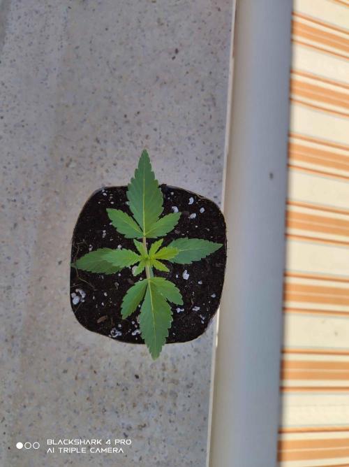 Moby dick! outdoor Silent Seeds(dinafem). Week 1 - 10/06/2026 moby dick