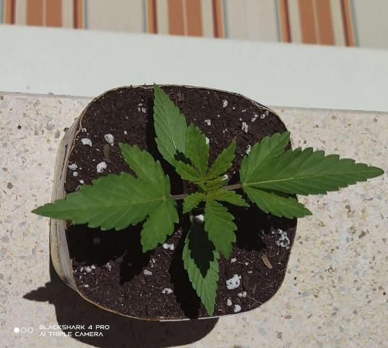 Moby dick! outdoor Silent Seeds(dinafem). Week 1 - moby dick 11/06/2026