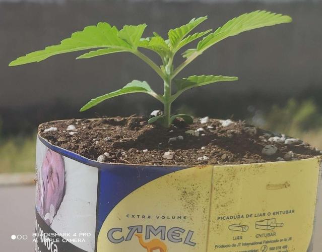 Moby dick! outdoor Silent Seeds(dinafem). Week 1 - moby dick 11/06/2026