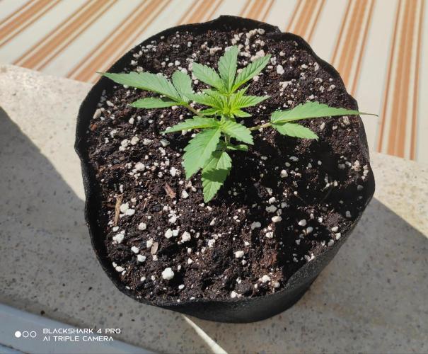 Moby dick! outdoor Silent Seeds(dinafem). Week 1 - 13/06/2026 moby dick