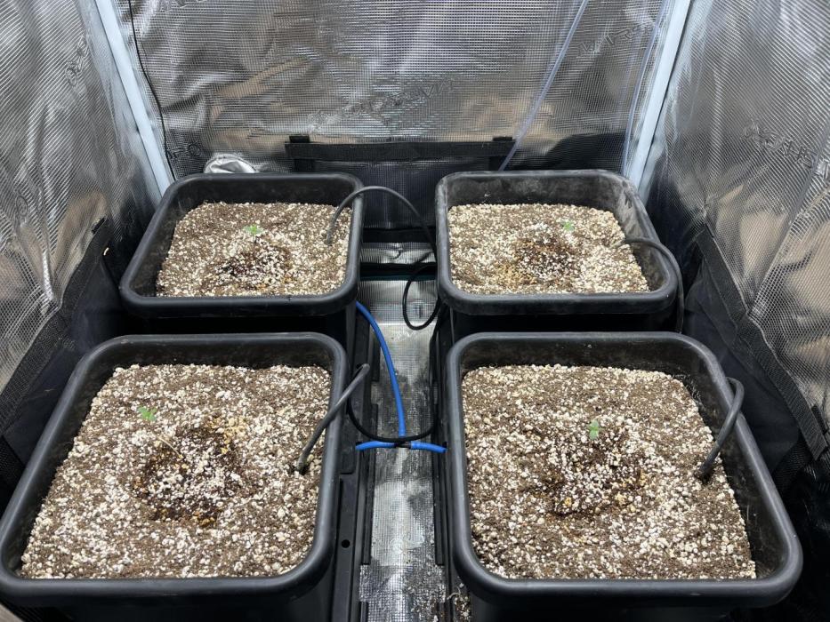 White Widow - May 2026. Week 0