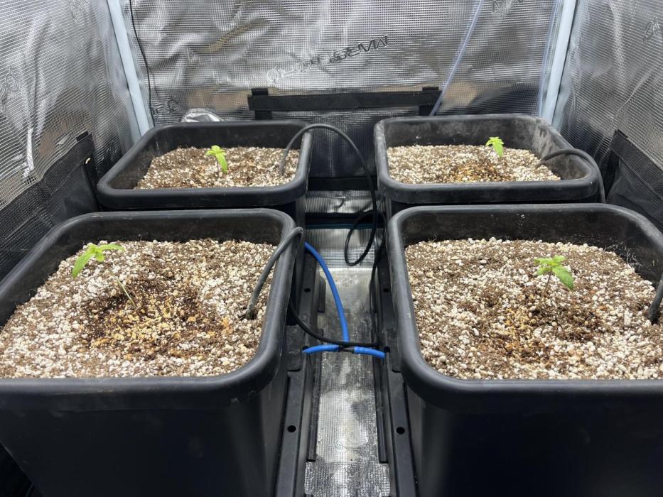 White Widow - 14 May 2026. Week 1