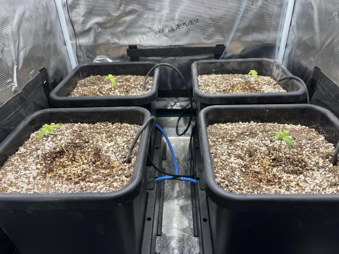 Grow Tent 70x70x160cm (2.3'x2.3'x5.3'). Week 1