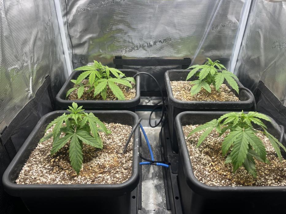 White Widow - 14 May 2026. Week 2