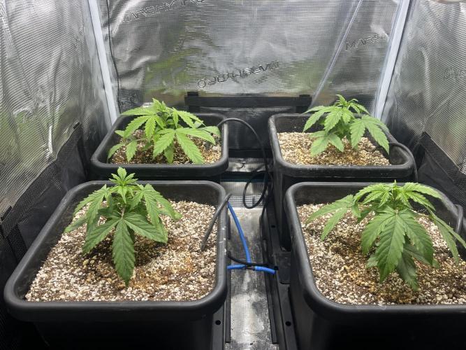 Grow Tent 70x70x160cm (2.3'x2.3'x5.3'). Week 2