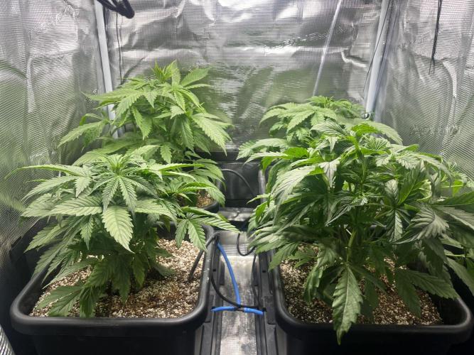 Grow Tent 70x70x160cm (2.3'x2.3'x5.3'). Week 3