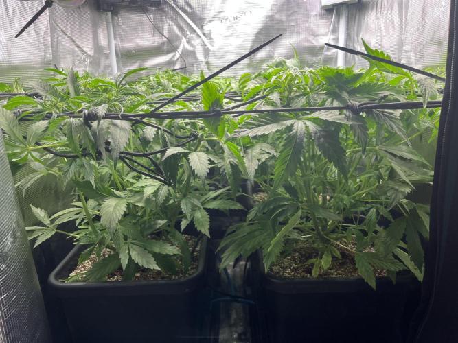 White Widow - 14 May 2026. Week 4