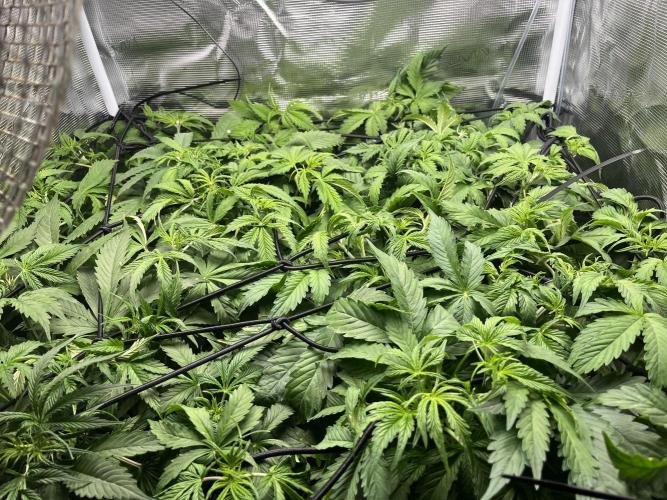White Widow - 14 May 2026. Week 4