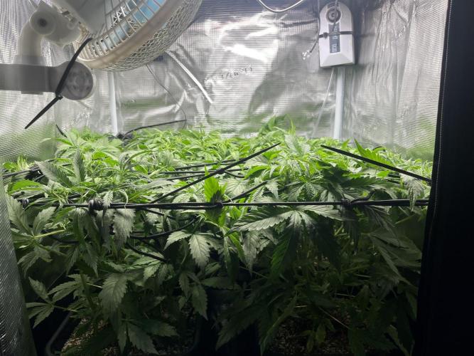 White Widow - 14 May 2026. Week 4