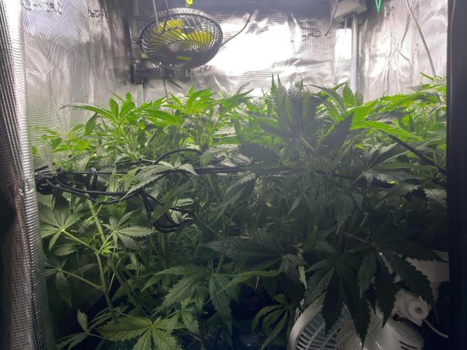 White Widow - 14 May 2026. Week 5