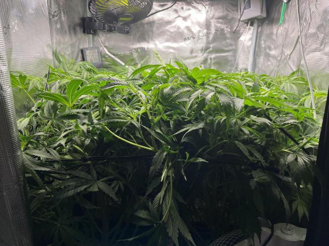 White Widow - 14 May 2026. Week 6