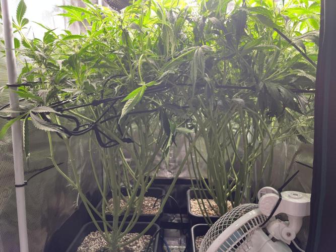 White Widow - 14 May 2026. Week 7