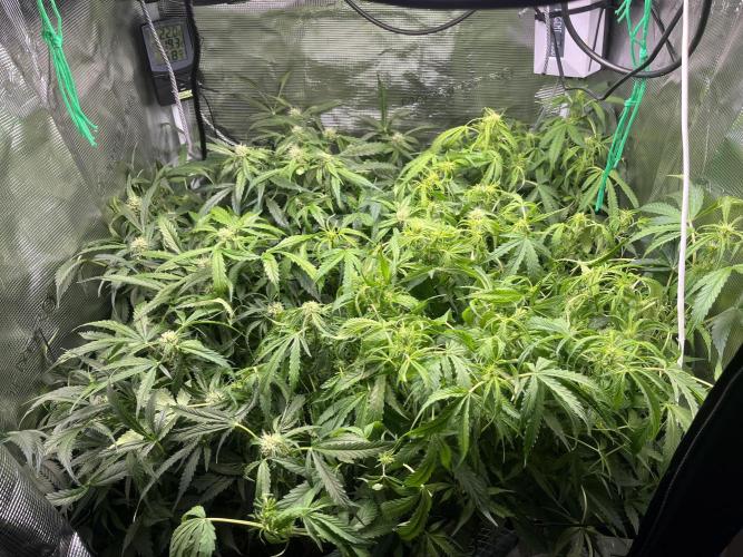 White Widow - 14 May 2026. Week 8