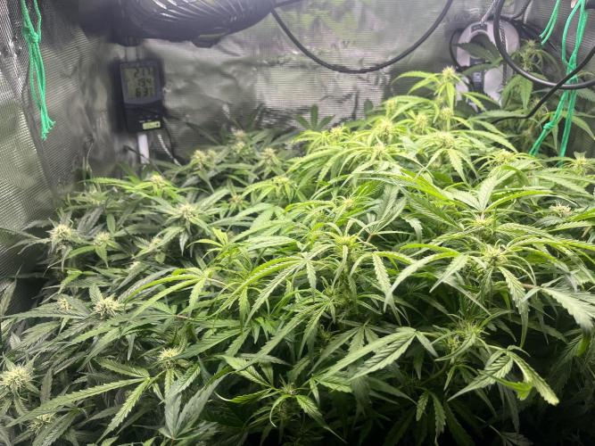 White Widow - 14 May 2026. Week 9