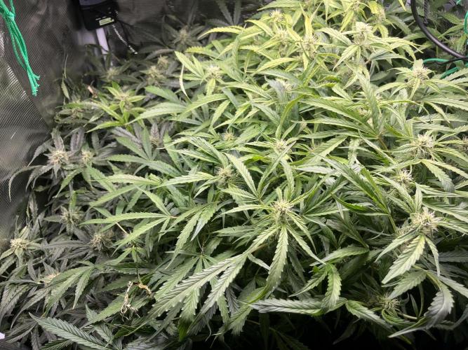 White Widow - 14 May 2026. Week 10
