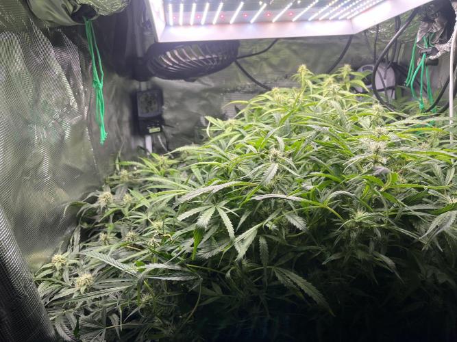 White Widow - 14 May 2026. Week 10