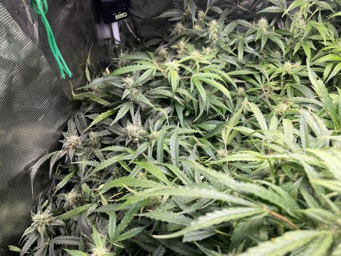 White Widow - 14 May 2026. Week 11