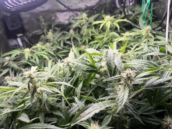 White Widow - 14 May 2026. Week 11