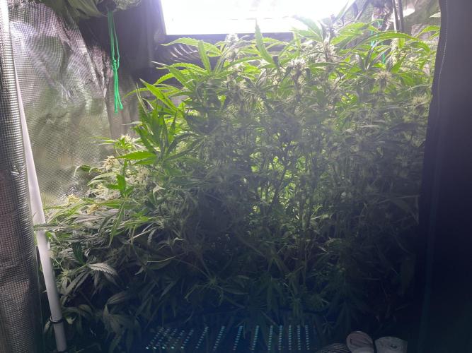 White Widow - 14 May 2026. Week 11