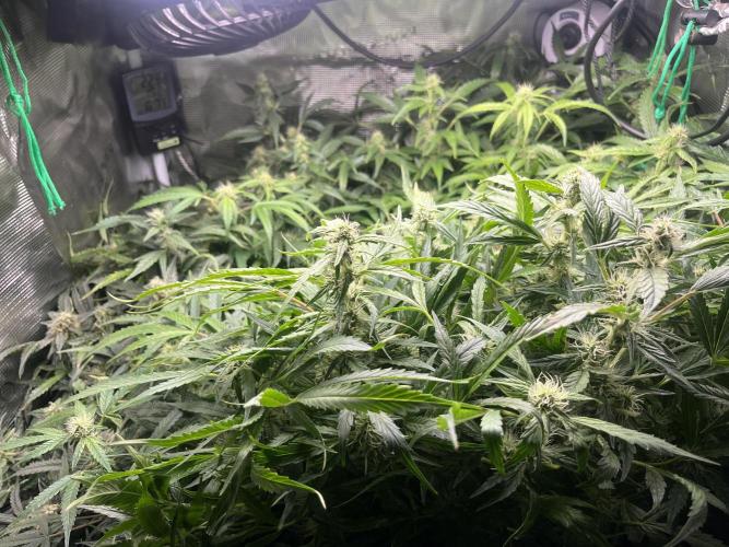 White Widow - 14 May 2026. Week 11