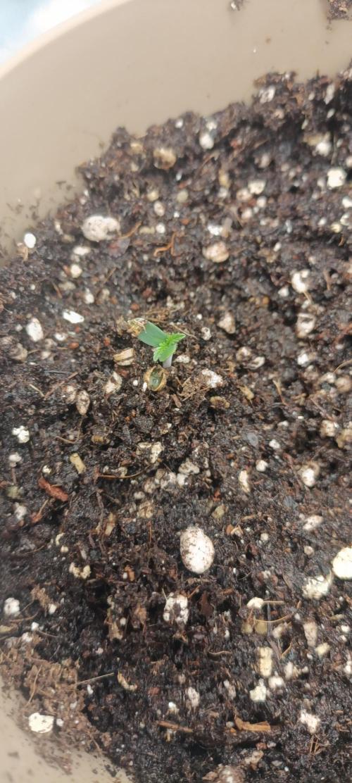 Gorilla Cookies Fast Buds. First grow... Week 0 - С повреждённым корнем раскрылся быстрее